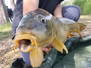Common Carp