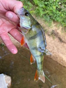 European Perch
