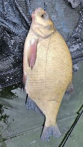 Common Bream
