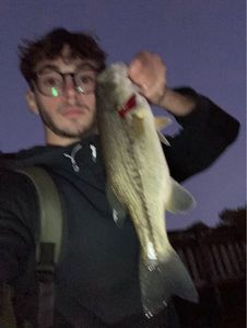 Smallmouth Bass