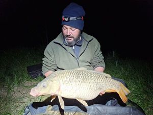 Common Carp