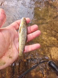 Brown Trout