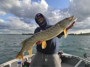 Northern Pike