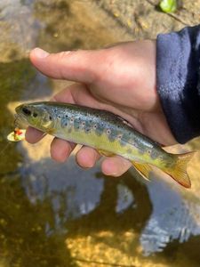 Brown Trout