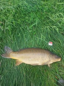 Common Carp