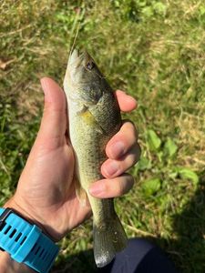 Smallmouth Bass