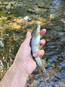 Brown Trout