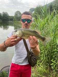 Largemouth Bass