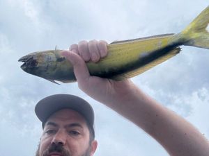 Dolphinfish