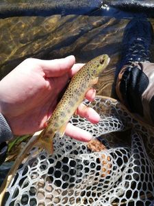 Brown Trout