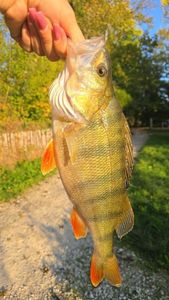 European Perch