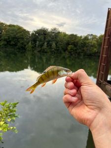 European Perch