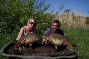Common Carp