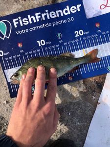 European Perch
