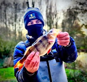 European Perch