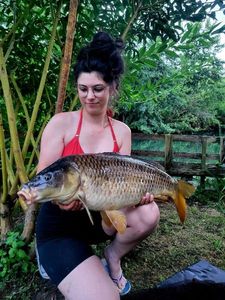 Common Carp