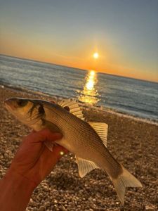 European Bass (Seabass)