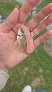 Ruffe