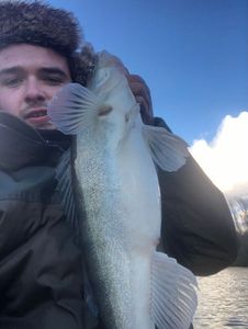 Zander