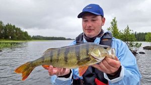 European Perch