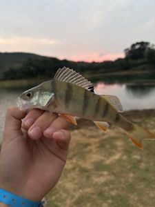 European Perch
