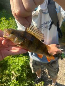 European Perch
