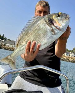 Gilthead Seabream