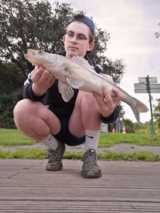 Zander
