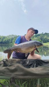 Common Carp