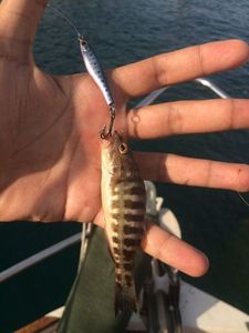 Kelp Bass (Calico)