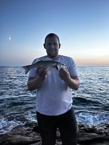 European Bass (Seabass)