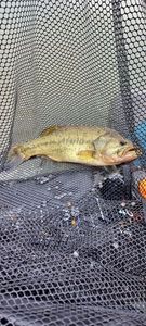 Largemouth Bass