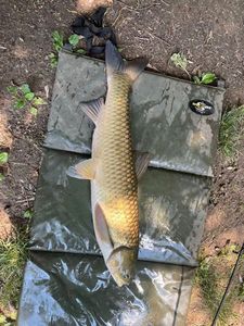 Grass Carp