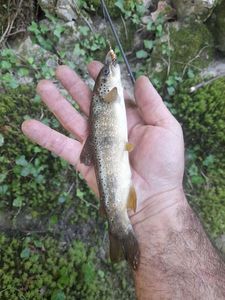 Brown Trout