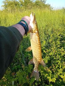 Northern Pike