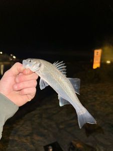 European Bass (Seabass)