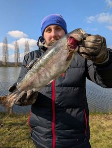 Rainbow Trout