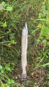 Northern Pike