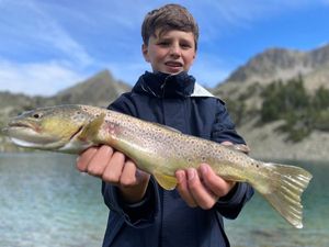 Brown Trout