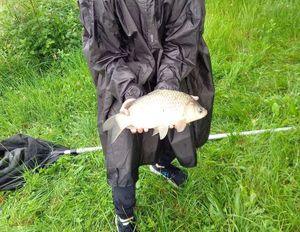 Crucian Carp