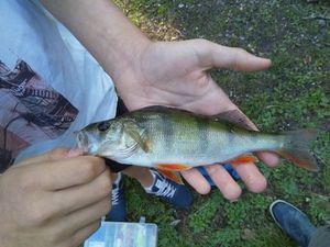 European Perch