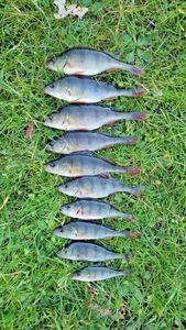 European Perch