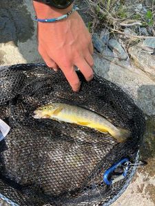 Brown Trout