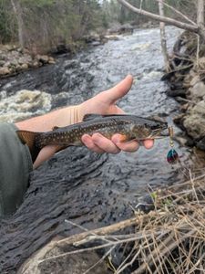 Brook Trout