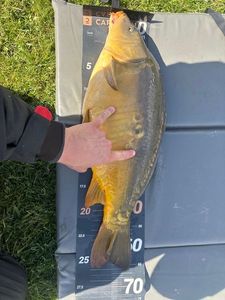 Leather Carp