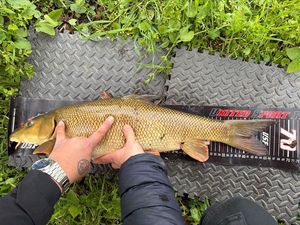 Barbel