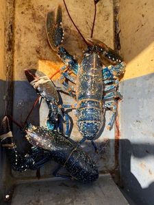 European Lobster