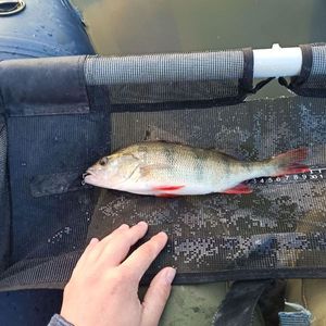 European Perch
