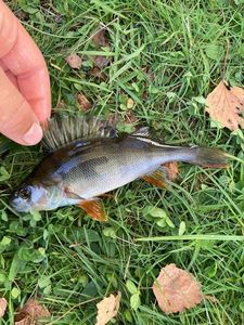 European Perch