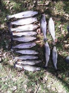 Rainbow Trout